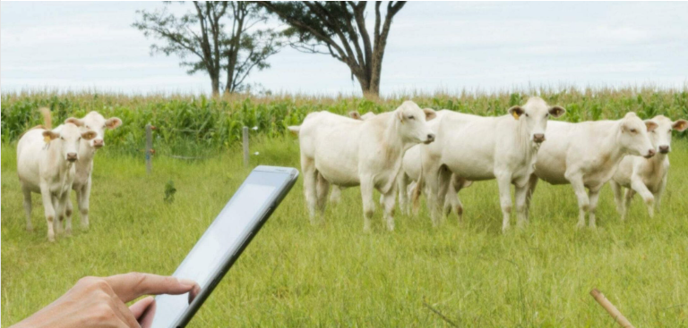 Gestão de Gado de Corte: como a tecnologia transforma a pecuária
