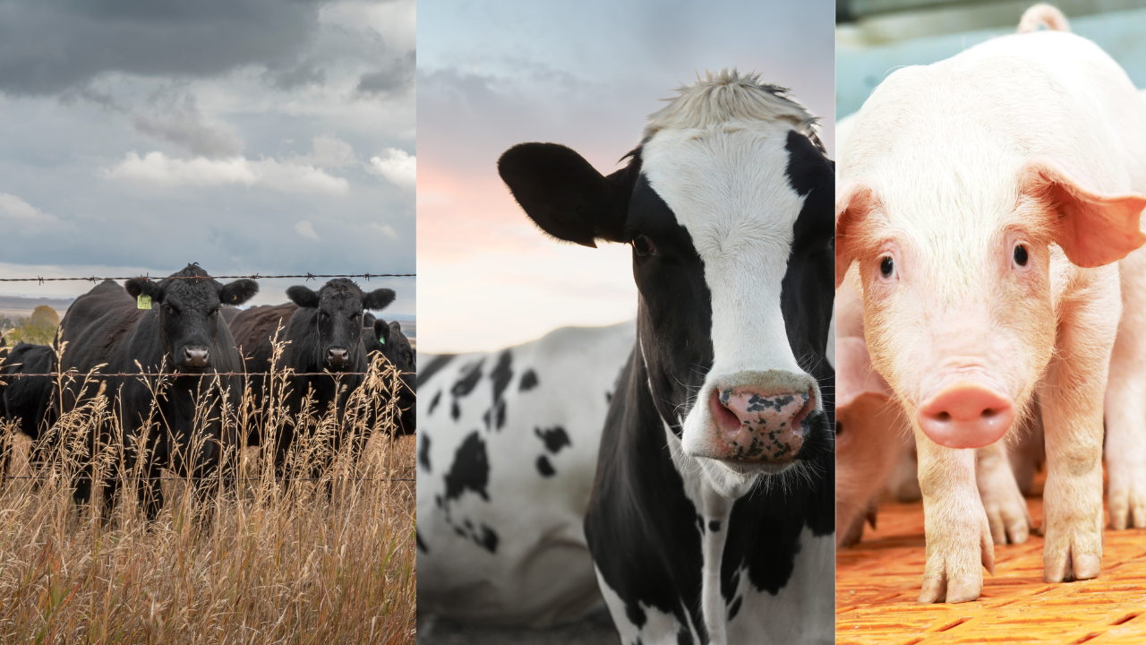Além do Gado de Corte: 3 Especializações na Pecuária que Você Precisa Conhecer
